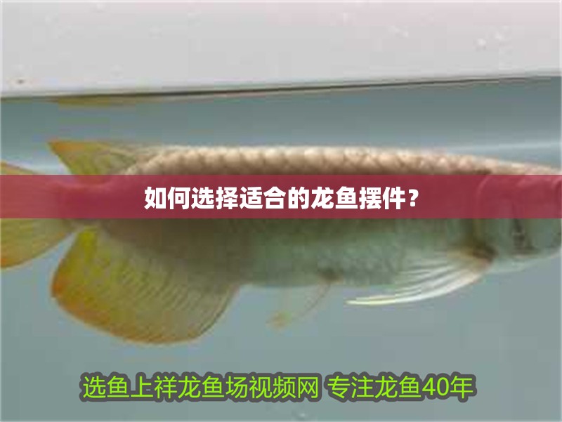 如何選擇適合的龍魚擺件？