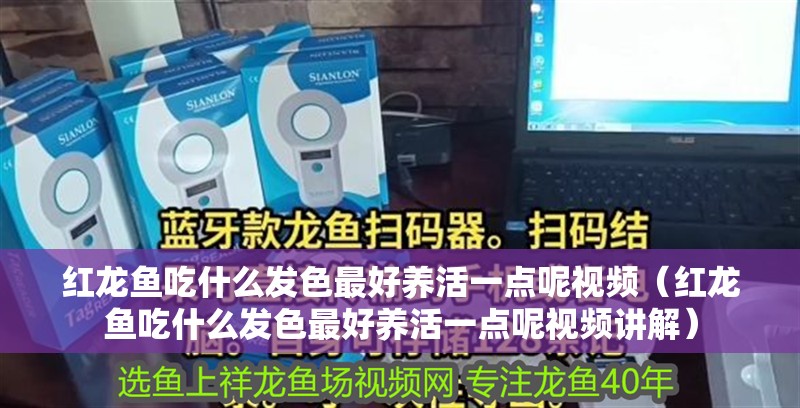 紅龍魚吃什么發(fā)色最好養(yǎng)活一點(diǎn)呢視頻（紅龍魚吃什么發(fā)色最好養(yǎng)活一點(diǎn)呢視頻講解）