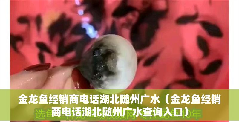 金龍魚經(jīng)銷商電話湖北隨州廣水（金龍魚經(jīng)銷商電話湖北隨州廣水查詢入口）