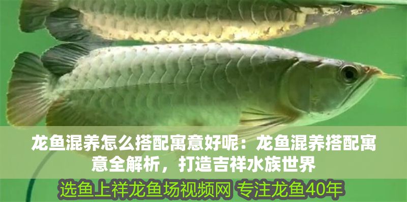 龍魚混養(yǎng)怎么搭配寓意好呢：龍魚混養(yǎng)搭配寓意全解析，打造吉祥水族世界