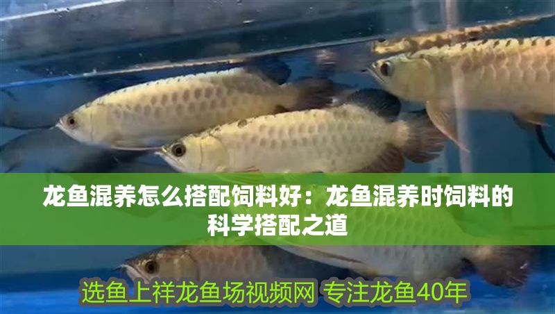 龍魚混養(yǎng)怎么搭配飼料好：龍魚混養(yǎng)時飼料的科學(xué)搭配之道