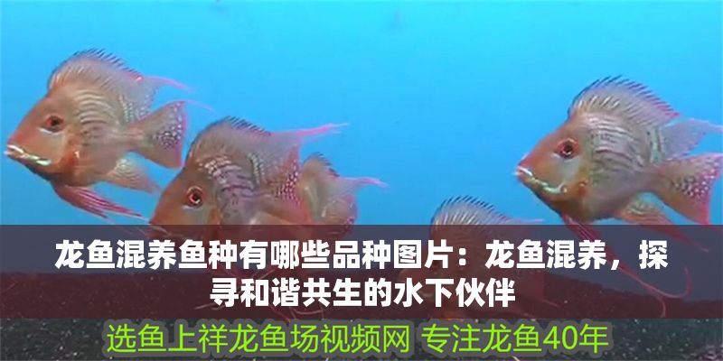 龍魚混養魚種有哪些品種圖片：龍魚混養，探尋和諧共生的水下伙伴