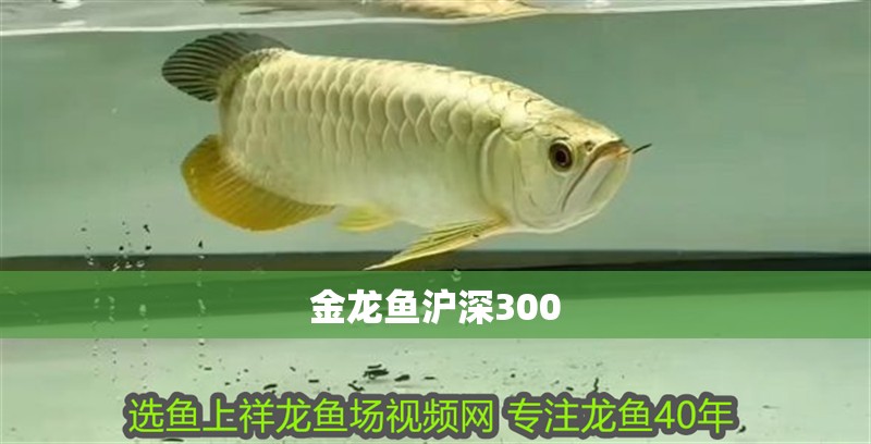 金龍魚滬深300