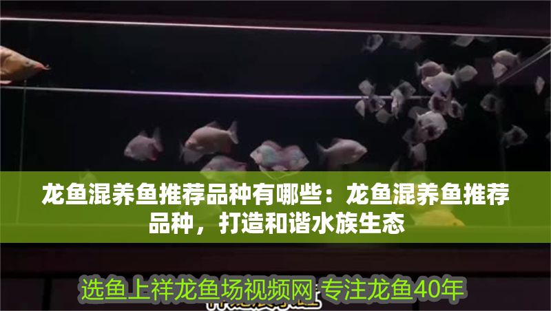 龍魚混養(yǎng)魚推薦品種有哪些：龍魚混養(yǎng)魚推薦品種，打造和諧水族生態(tài)