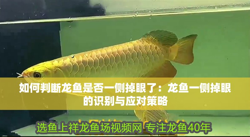如何判斷龍魚是否一側(cè)掉眼了：龍魚一側(cè)掉眼的識別與應(yīng)對策略