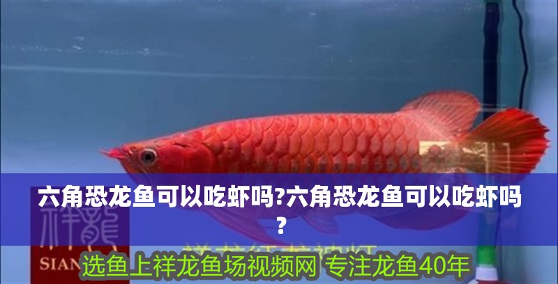 六角恐龍魚可以吃蝦嗎?六角恐龍魚可以吃蝦嗎？