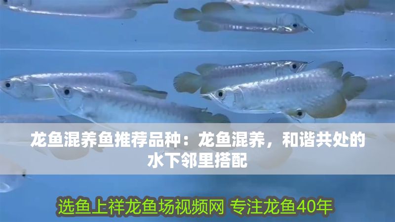 龍魚混養魚推薦品種：龍魚混養，和諧共處的水下鄰里搭配