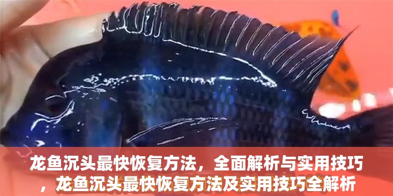 龍魚沉頭最快恢復方法，全面解析與實用技巧，龍魚沉頭最快恢復方法及實用技巧全解析 龍魚沉頭最快恢復方法，全面解析與實用技巧，龍魚沉頭最快恢復方法及實用技巧全解析 龍魚常見疾病 第1張