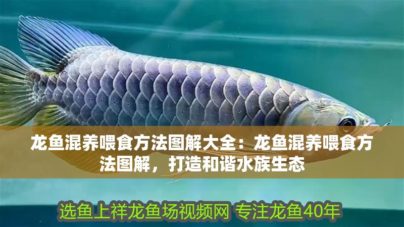 龍魚混養喂食方法圖解大全：龍魚混養喂食方法圖解，打造和諧水族生態