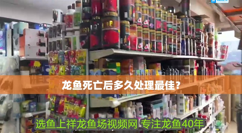 龍魚死亡后多久處理最佳？