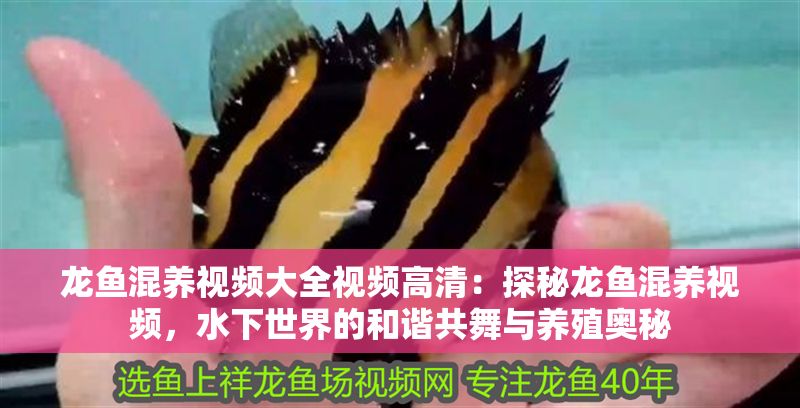 龍魚混養視頻大全視頻高清：探秘龍魚混養視頻，水下世界的和諧共舞與養殖奧秘
