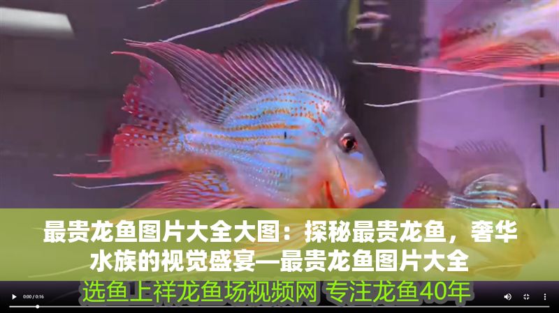 最貴龍魚圖片大全大圖：探秘最貴龍魚，奢華水族的視覺盛宴—最貴龍魚圖片大全