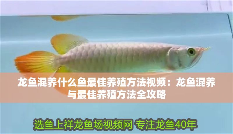 龍魚混養什么魚最佳養殖方法視頻：龍魚混養與最佳養殖方法全攻略