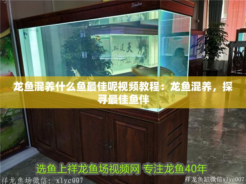 龍魚混養什么魚最佳呢視頻教程：龍魚混養，探尋最佳魚伴