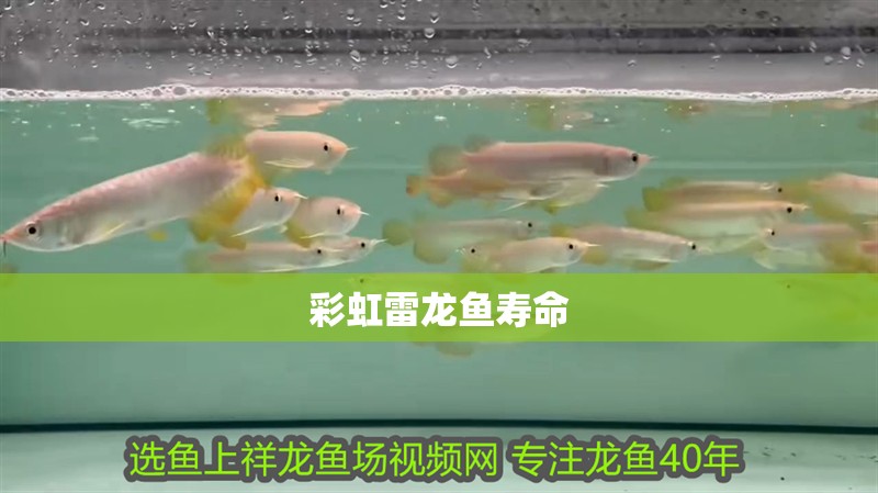 彩虹雷龍魚壽命