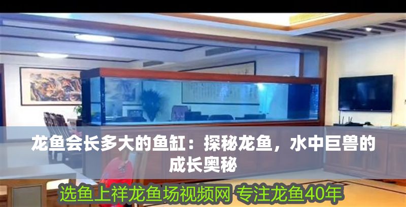 龍魚會長多大的魚缸：探秘龍魚，水中巨獸的成長奧秘