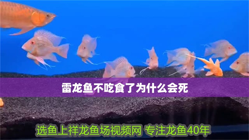 雷龍魚不吃食了為什么會死