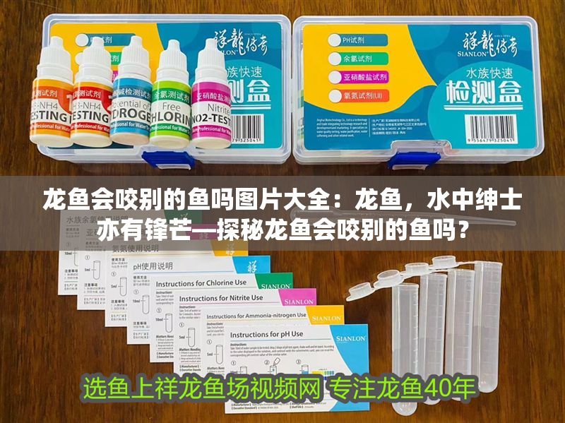 龍魚會(huì)咬別的魚嗎圖片大全：龍魚，水中紳士亦有鋒芒—探秘龍魚會(huì)咬別的魚嗎？