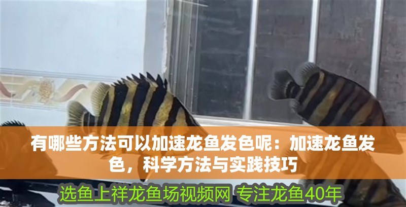 有哪些方法可以加速龍魚發色呢：加速龍魚發色，科學方法與實踐技巧