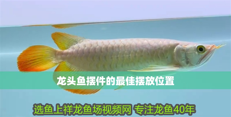 龍頭魚擺件的最佳擺放位置