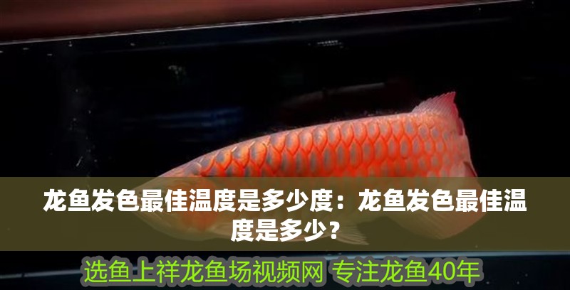 龍魚有什么特點：龍魚在風水學中的應用