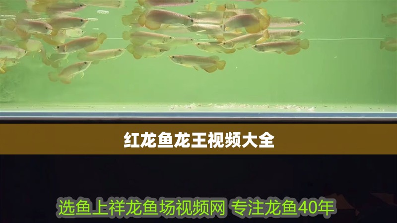 紅龍魚龍王視頻大全
