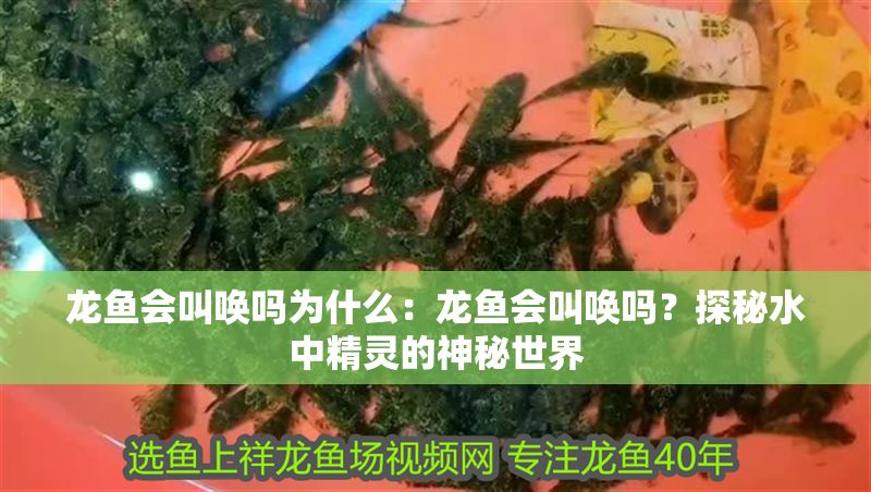 龍魚會叫喚嗎為什么：龍魚會叫喚嗎？探秘水中精靈的神秘世界