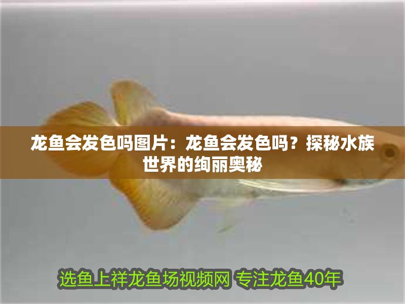 龍魚會發色嗎圖片：龍魚會發色嗎？探秘水族世界的絢麗奧秘