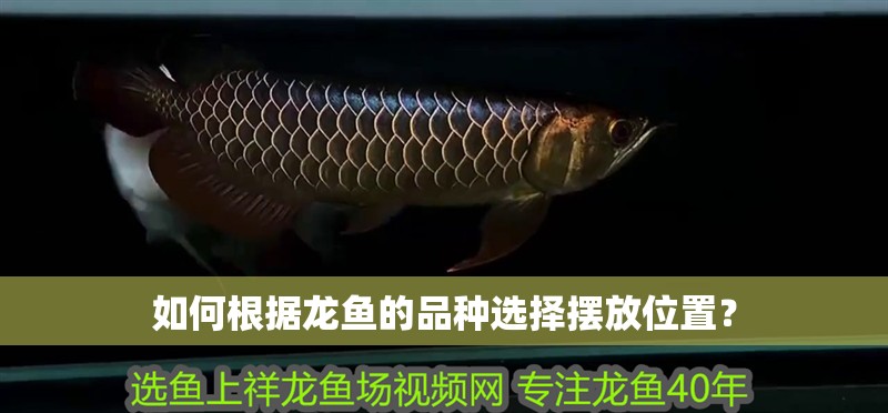 紅龍魚魚鱗發(fā)黑咋回事（紅龍魚魚鱗發(fā)黑可能由于多種因素引起，可能是多種因素引起） 紅龍魚魚鱗發(fā)黑咋回事（紅龍魚魚鱗發(fā)黑可能由于多種因素引起，可能是多種因素引起） 龍魚百科