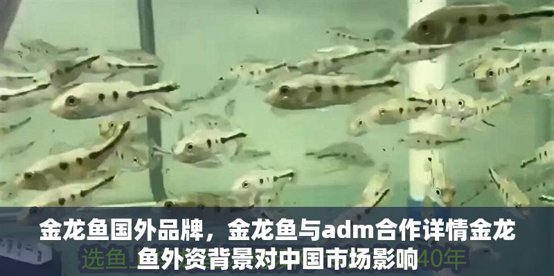 金龍魚國外品牌,金龍魚與adm合作詳情金龍魚外資背景對中國市場影響 龍魚百科 第2張 金龍魚國外品牌,金龍魚與adm合作詳情金龍魚外資背景對中國市場影響 金龍魚國外品牌,金龍魚與adm合作詳情金龍魚外資背景對中國市場影響 龍魚百科 第2張