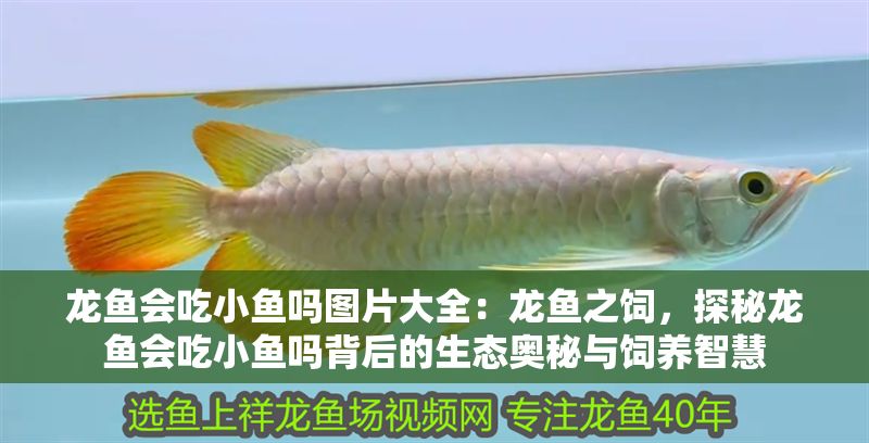 龍魚會吃小魚嗎圖片大全：龍魚之飼，探秘龍魚會吃小魚嗎背后的生態奧秘與飼養智慧