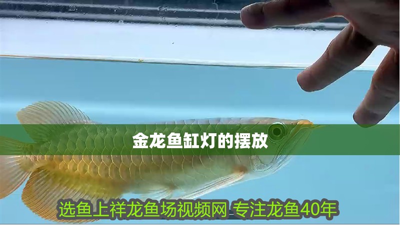 金龍魚缸燈的擺放
