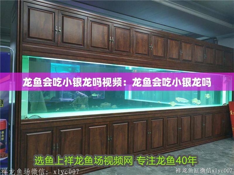 龍魚會吃小銀龍嗎視頻：龍魚會吃小銀龍嗎
