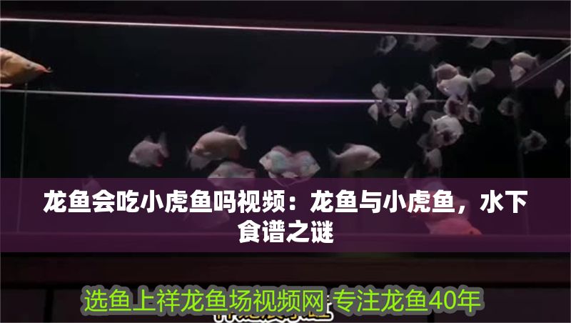 龍魚會吃小虎魚嗎視頻：龍魚與小虎魚，水下食譜之謎