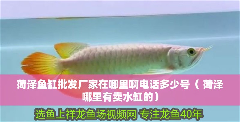 菏澤魚缸批發廠家在哪里啊電話多少號（ 菏澤哪里有賣水缸的）