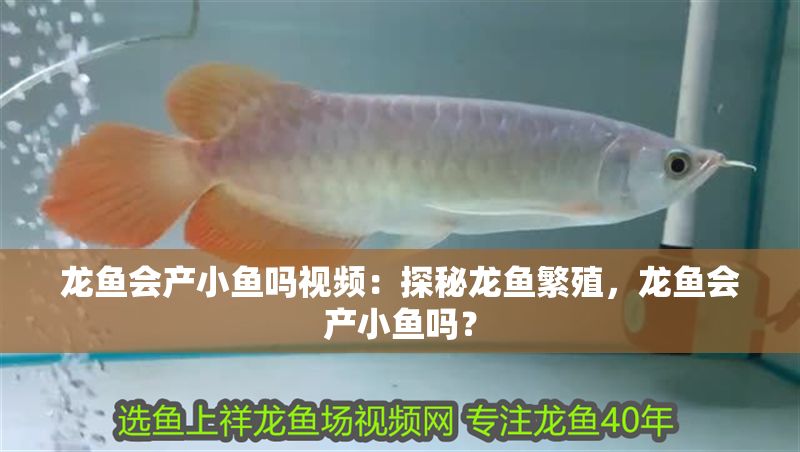 龍魚會產小魚嗎視頻：探秘龍魚繁殖，龍魚會產小魚嗎？