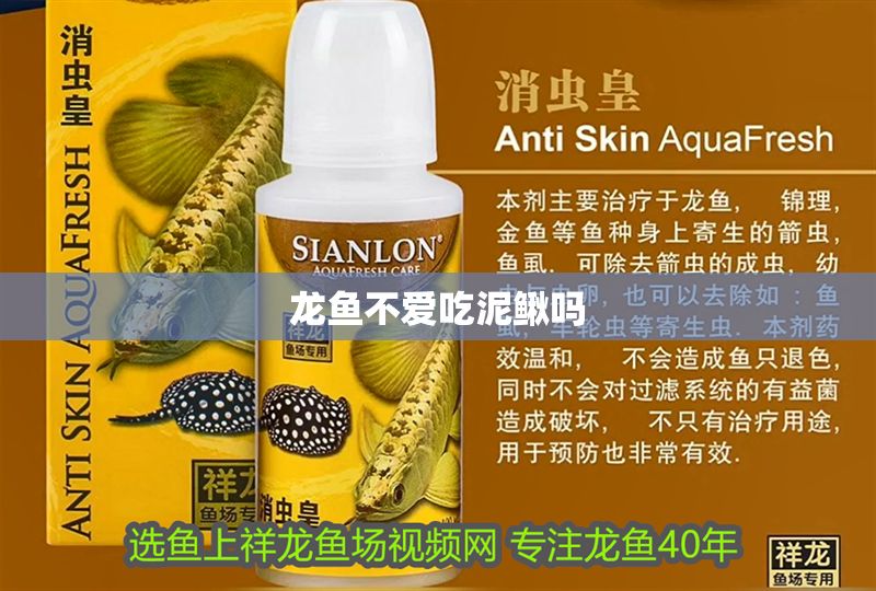 龍魚不愛吃泥鰍嗎