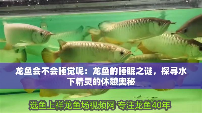 龍魚會不會睡覺呢：龍魚的睡眠之謎，探尋水下精靈的休憩奧秘