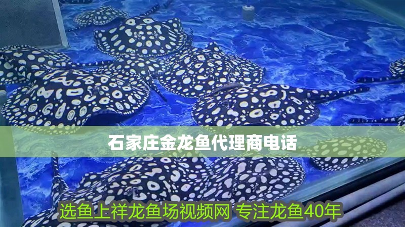 魟魚(yú)跟龍魚(yú)混養(yǎng)開(kāi)燈多久：魟魚(yú)和龍魚(yú)混養(yǎng)開(kāi)燈多久