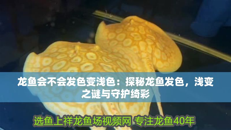 龍魚會不會發色變淺色：探秘龍魚發色，淺變之謎與守護綺彩