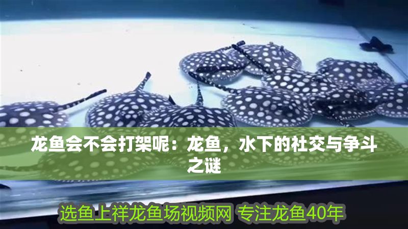 龍魚會不會打架呢：龍魚，水下的社交與爭斗之謎