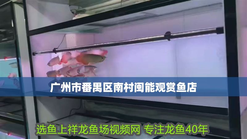 廣州市番禺區南村閩能觀賞魚店 全國水族館企業名錄 第1張 廣州市番禺區南村閩能觀賞魚店 廣州市番禺區南村閩能觀賞魚店 全國水族館企業名錄 第1張