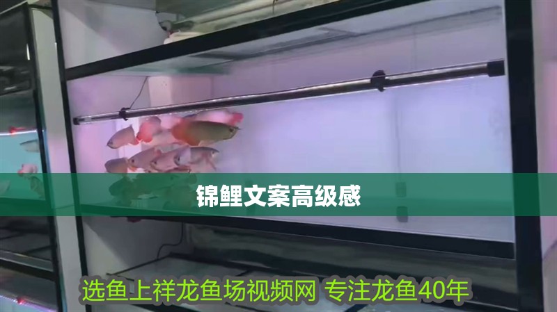 錦鯉文案高級感
