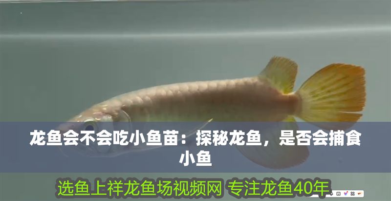 龍魚會(huì)不會(huì)吃小魚苗：探秘龍魚，是否會(huì)捕食小魚