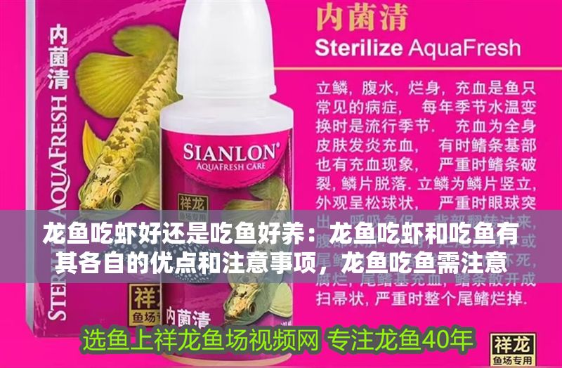 龍魚吃蝦好還是吃魚好養(yǎng)：龍魚吃蝦和吃魚有其各自的優(yōu)點和注意事項，龍魚吃魚需注意