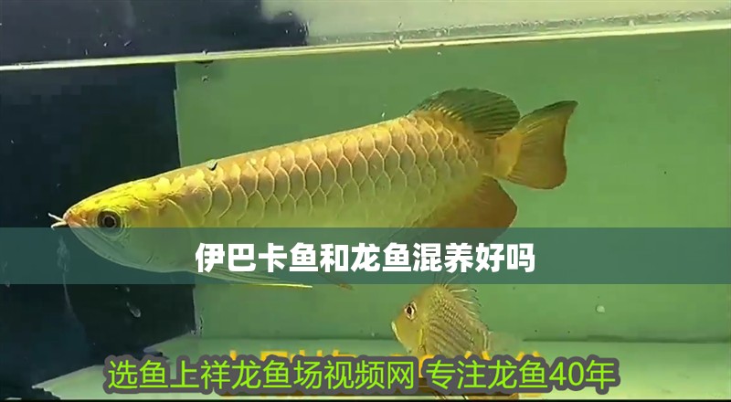 伊巴卡魚和龍魚混養好嗎