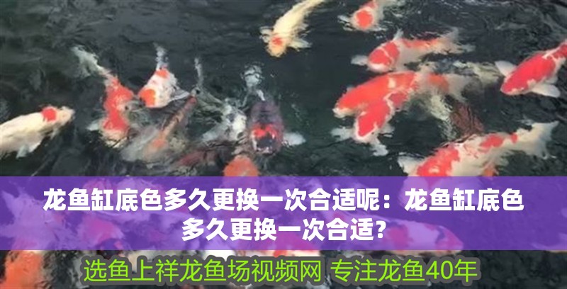 龍魚缸底色多久更換一次合適呢：龍魚缸底色多久更換一次合適？