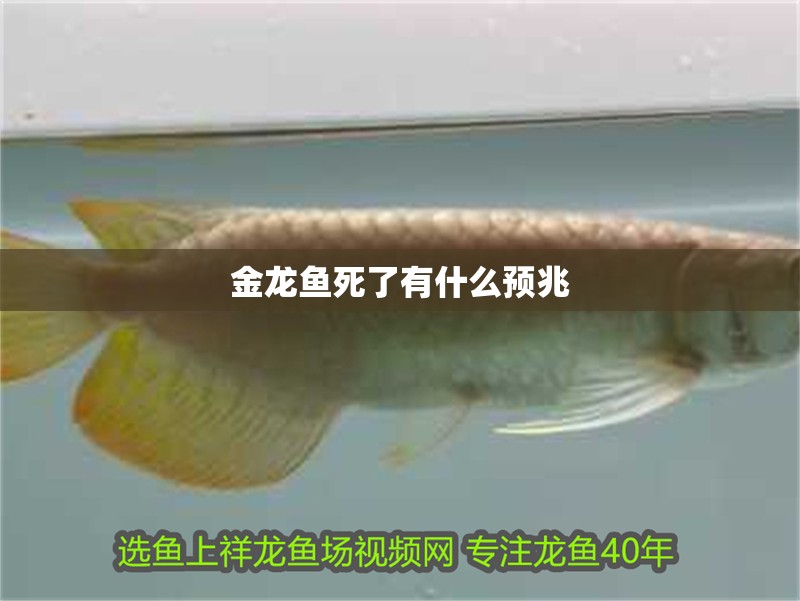 金龍魚死了有什么預兆