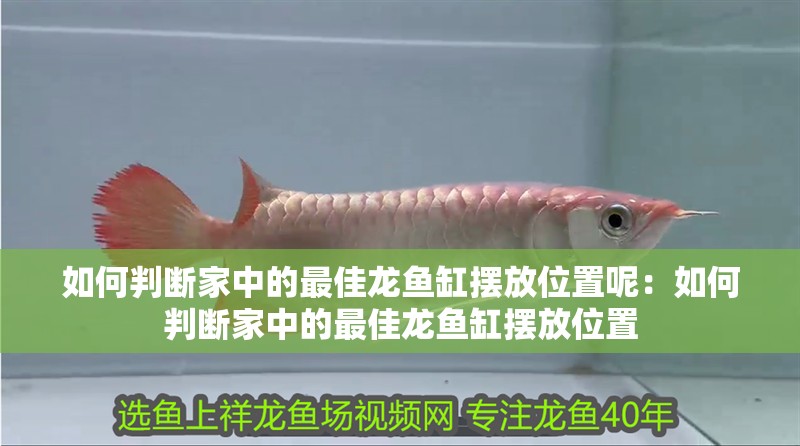 如何判斷家中的最佳龍魚缸擺放位置呢：如何判斷家中的最佳龍魚缸擺放位置