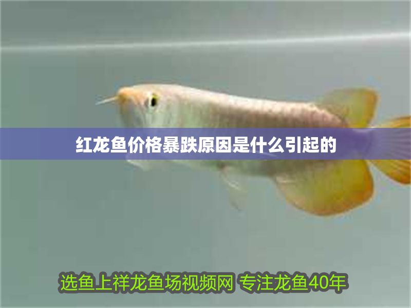 紅龍魚(yú)價(jià)格暴跌原因是什么引起的